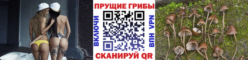 Галлюциногенные грибы Psilocybe  где можно купить наркотик  Высоцк 